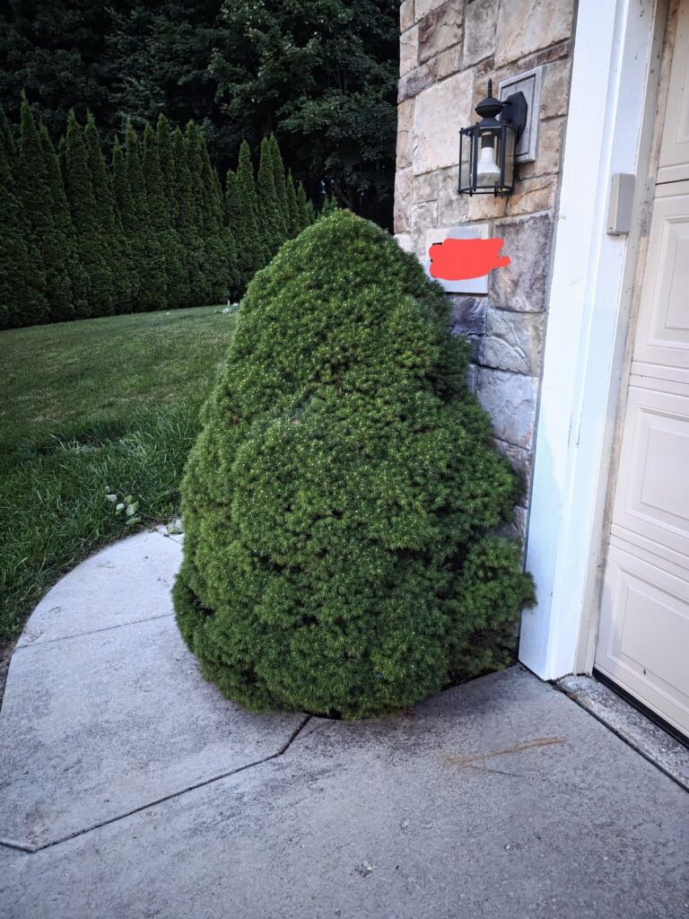 This tree was small when I bought the house but its now outgrown its area. Will it survive being dug up and replanted?