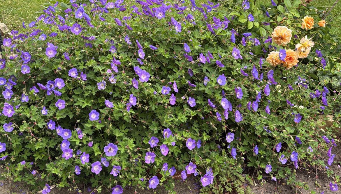 I just think this plant is excellent - now Reddit tell me why actually it’s invasive etc