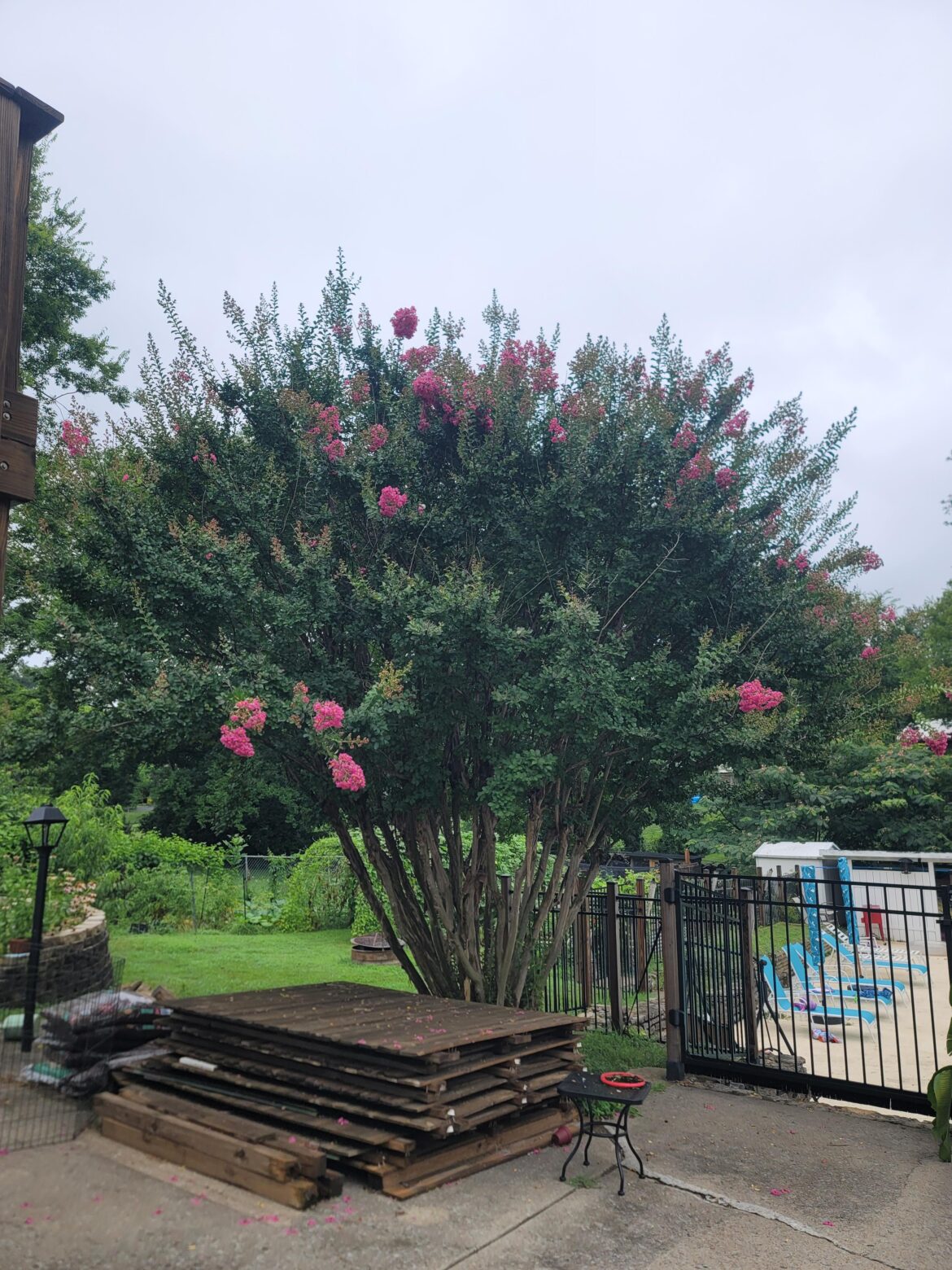 Day 1 starting to pop