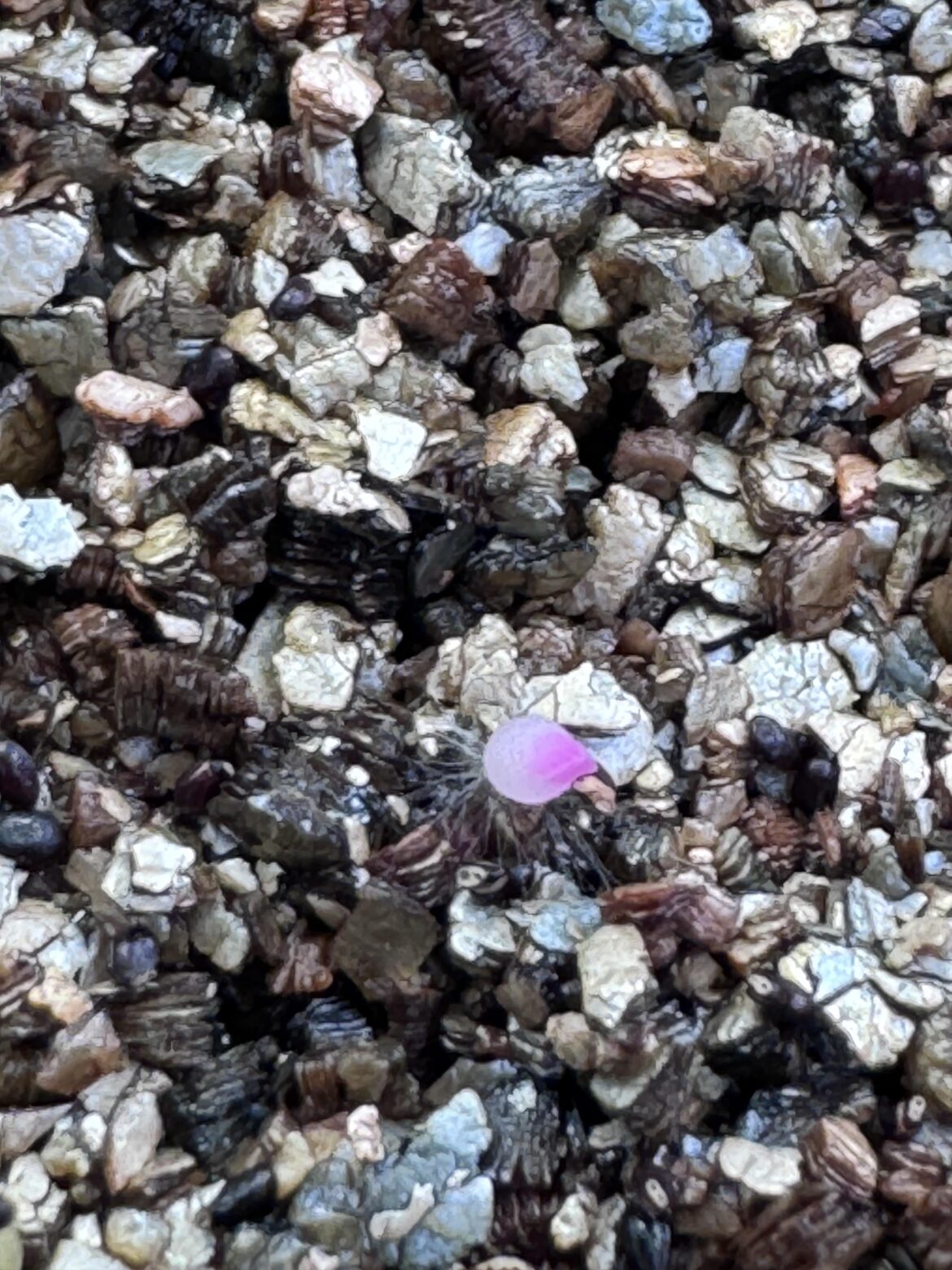 Pink cacti seedling! Mirco grafting tips welcome (bridgesii or pere for rootstock)