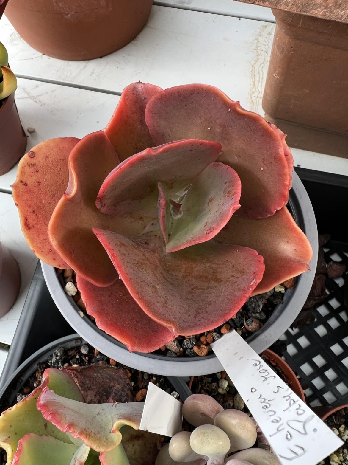Supposedly Echeveria Pappy's Rose