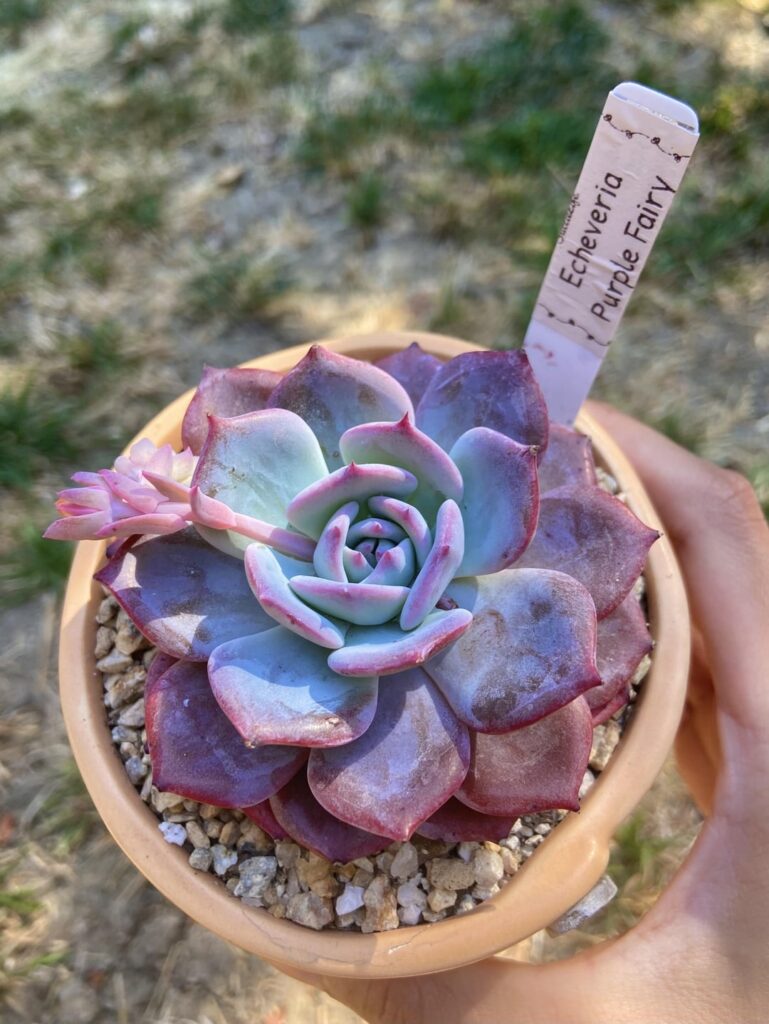 Echeveria 'Purple Fairy'