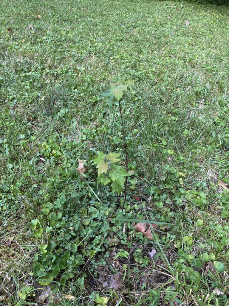 Is this normal? Silver Maple “siblings”