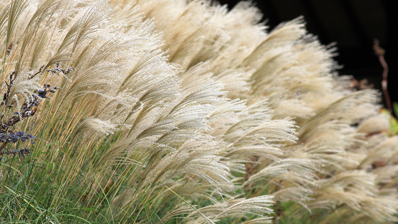 Feather reed grass