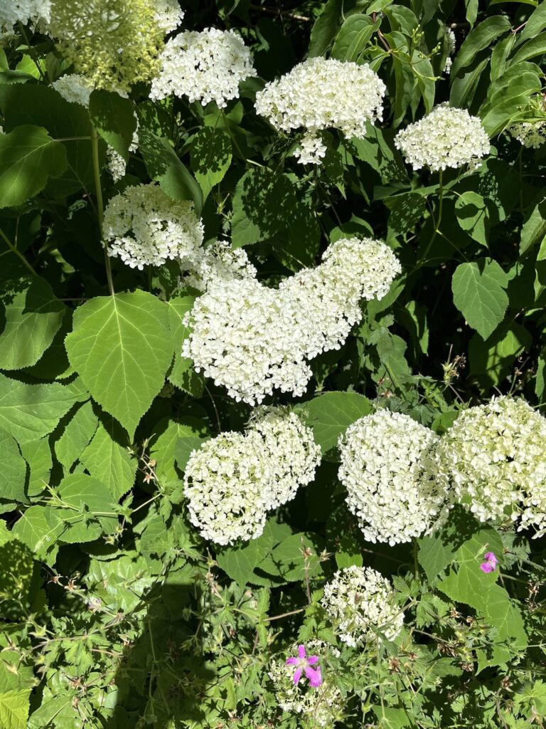 Any idea of the type of plant this is ?