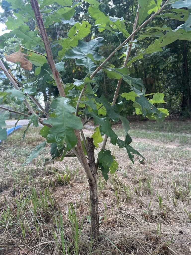 What’s best for this bur oak? What’s best for this bur oak?