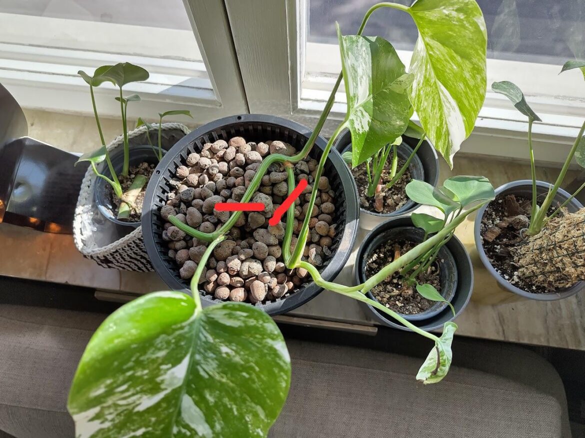 Can I cut my already-rooted monstera into three copies? Can I cut my already-rooted monstera into three copies?