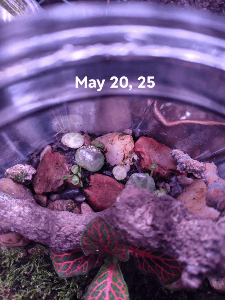 Turtles in my Terrarium