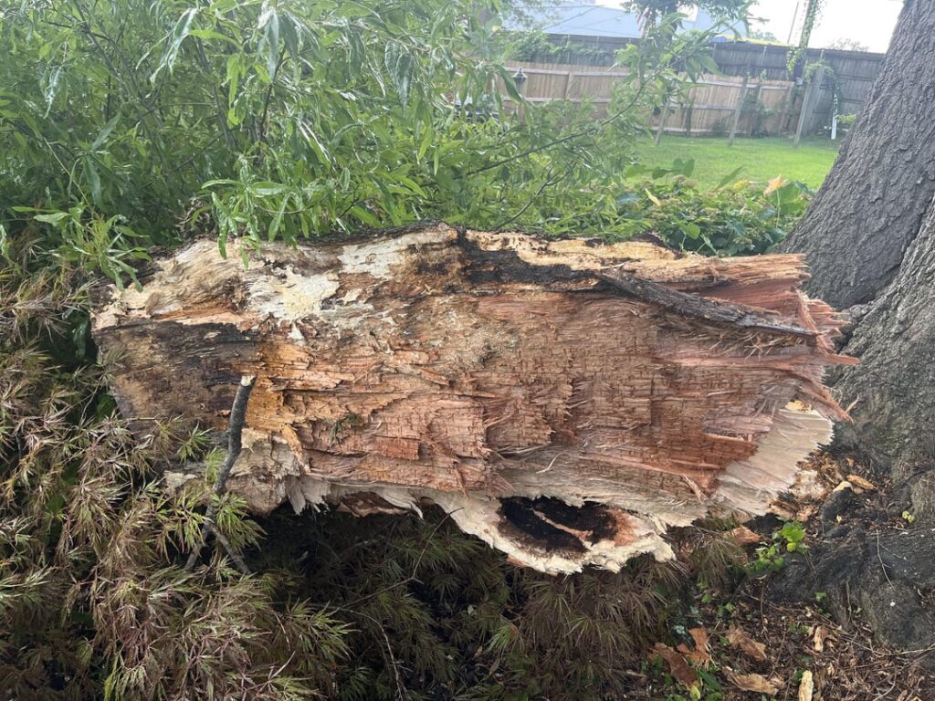 Just had a big tree branch fall off our Oak Tree. Is this rotted out?