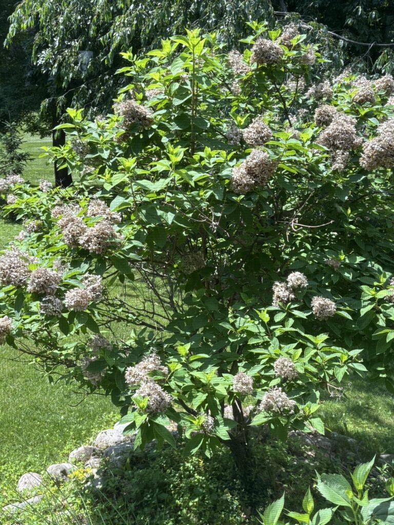 Do I need to prune the old blooms off?
