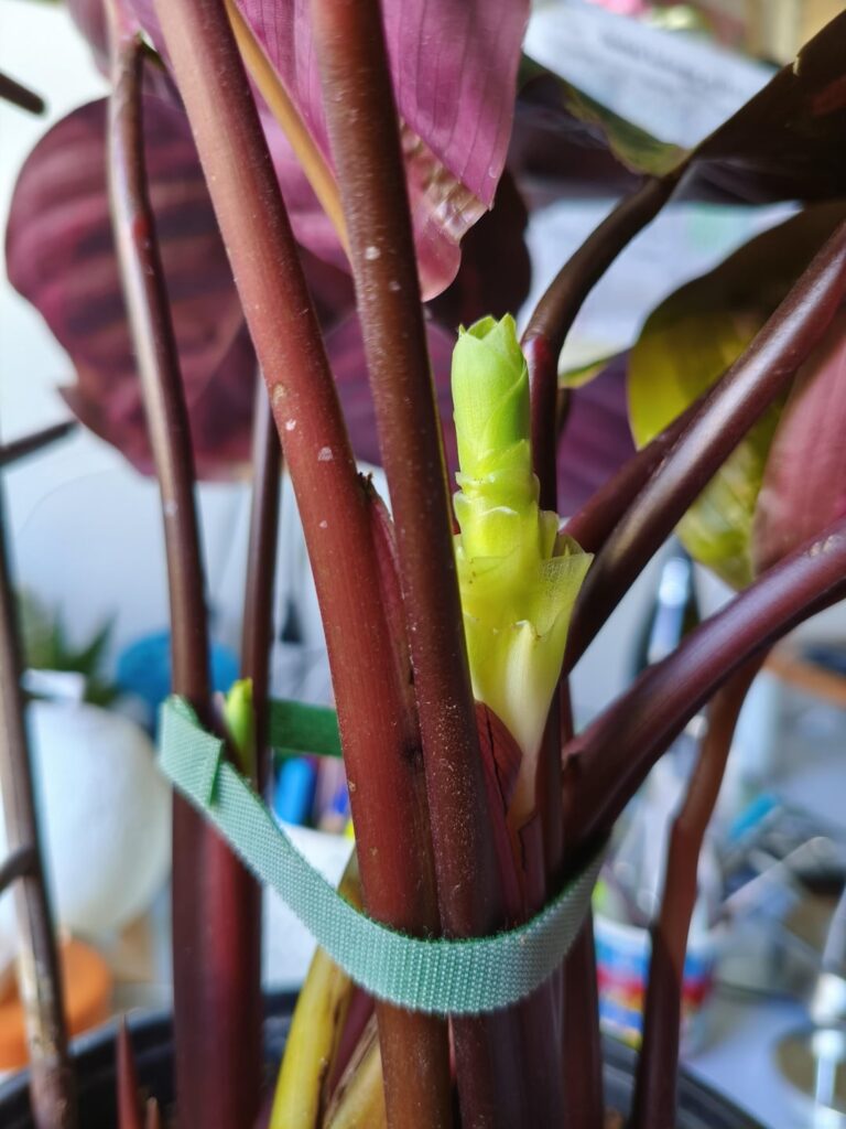 Medallion flowering?