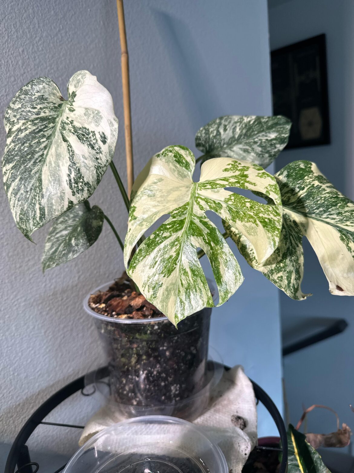 First Leaf on FB Marketplace Thai Con😍