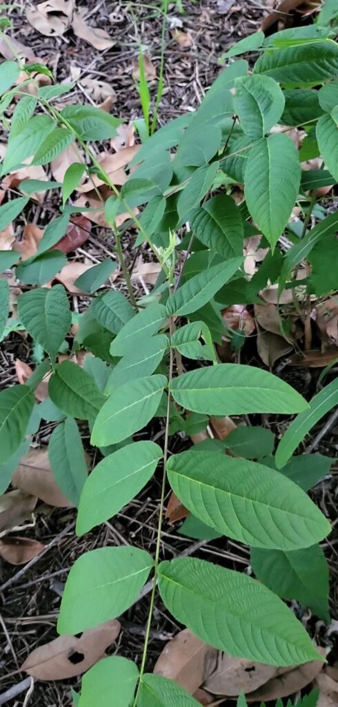 Black Walnut or Tree of Heaven?