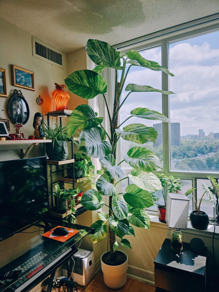 My Marble Queen pothos before I chop and extend.
