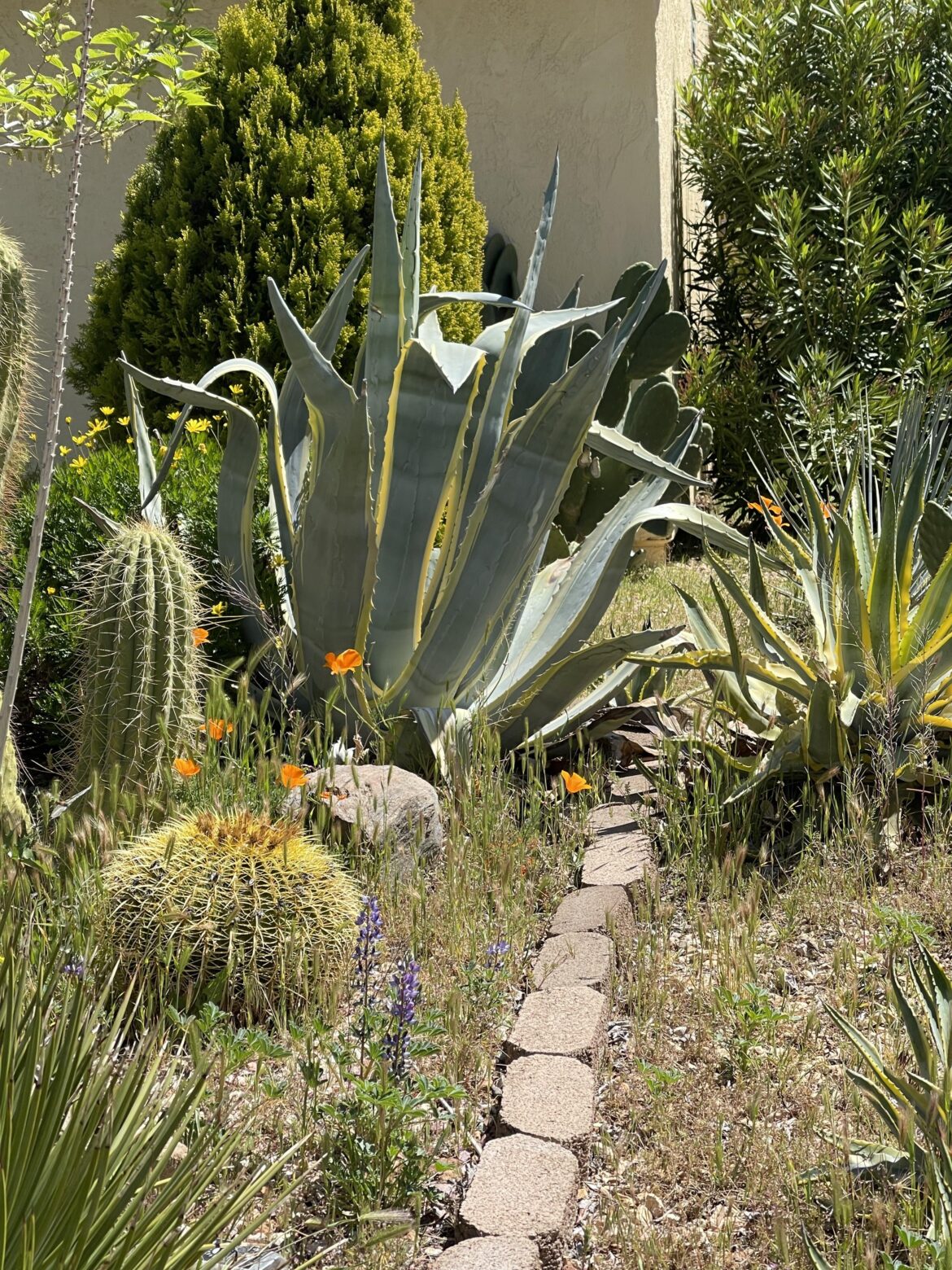 Desert garden— no lawn