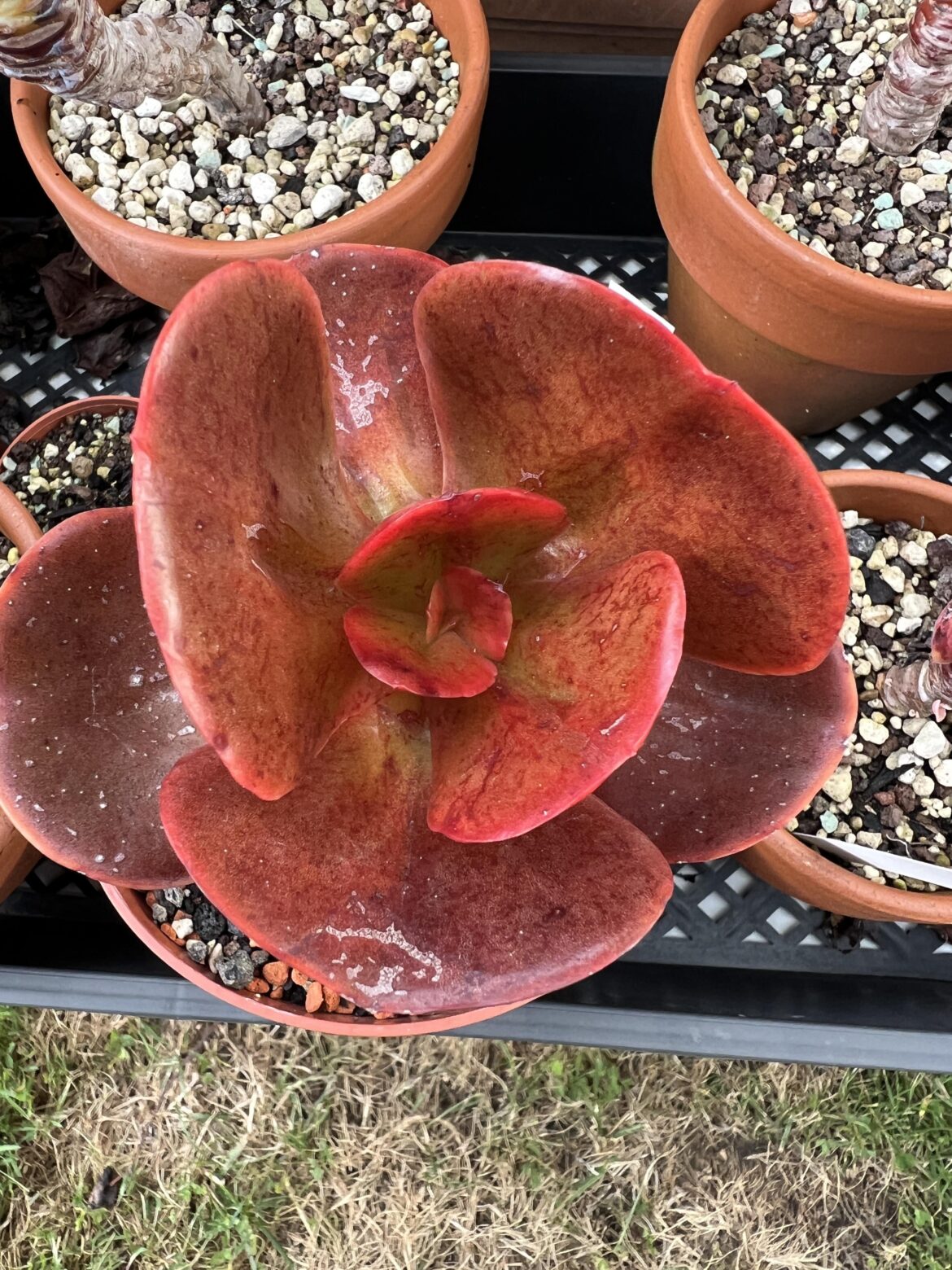 Echeveria Mahogany Rose