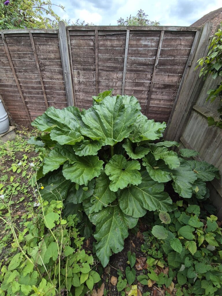 The rhubarb in my late grandparents' garden. They used to have the most stunning garden with a huge allotment down the bottom where my grandad grew all sorts. Now it's all overgrown and weeds apart from the rhubarb. The house sells next month