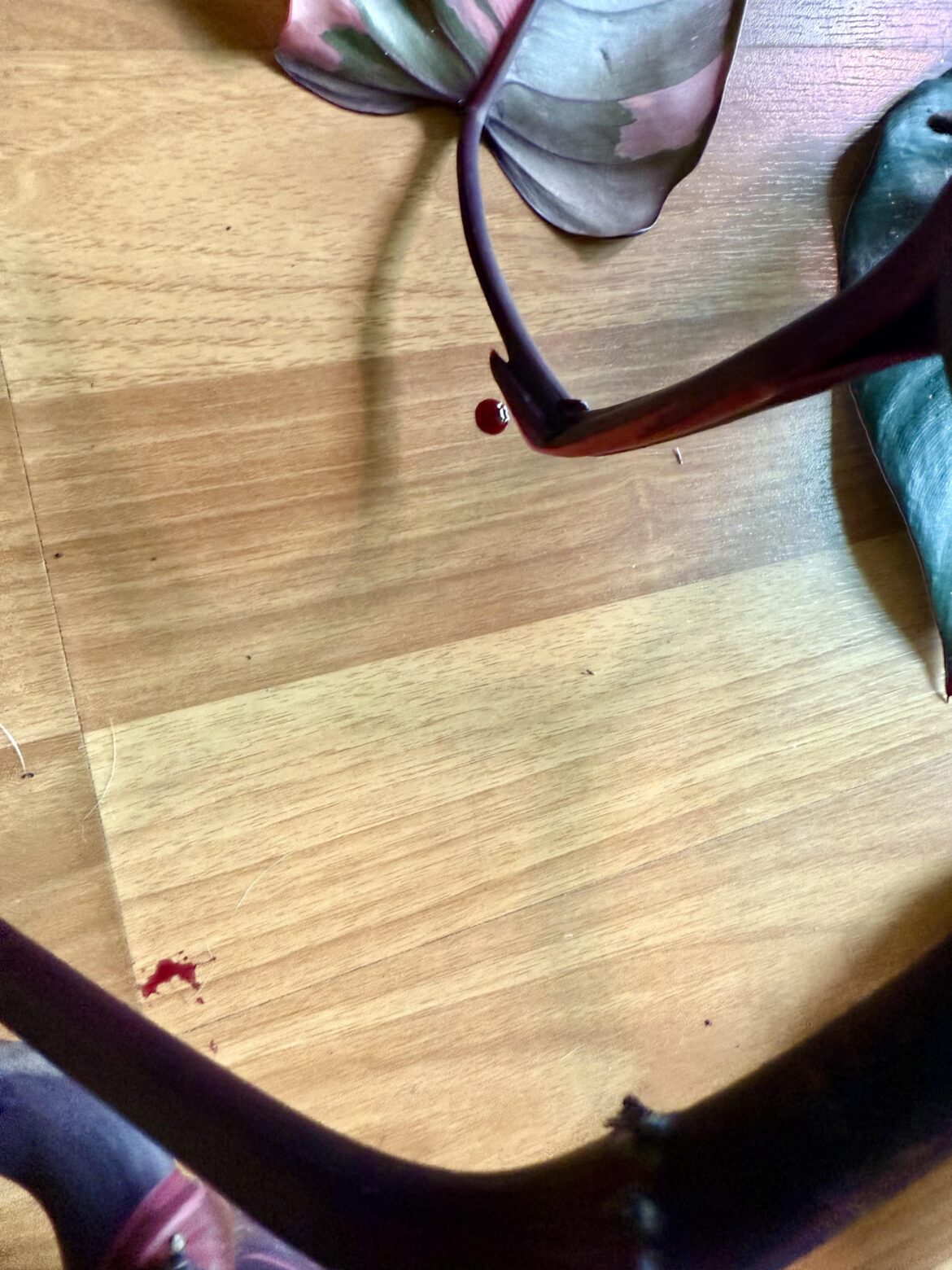 My plant started bleeding! 😩