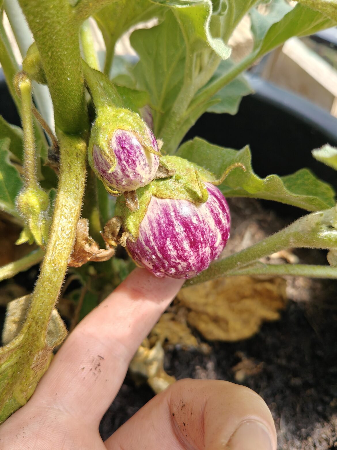 Trippy Aubergines