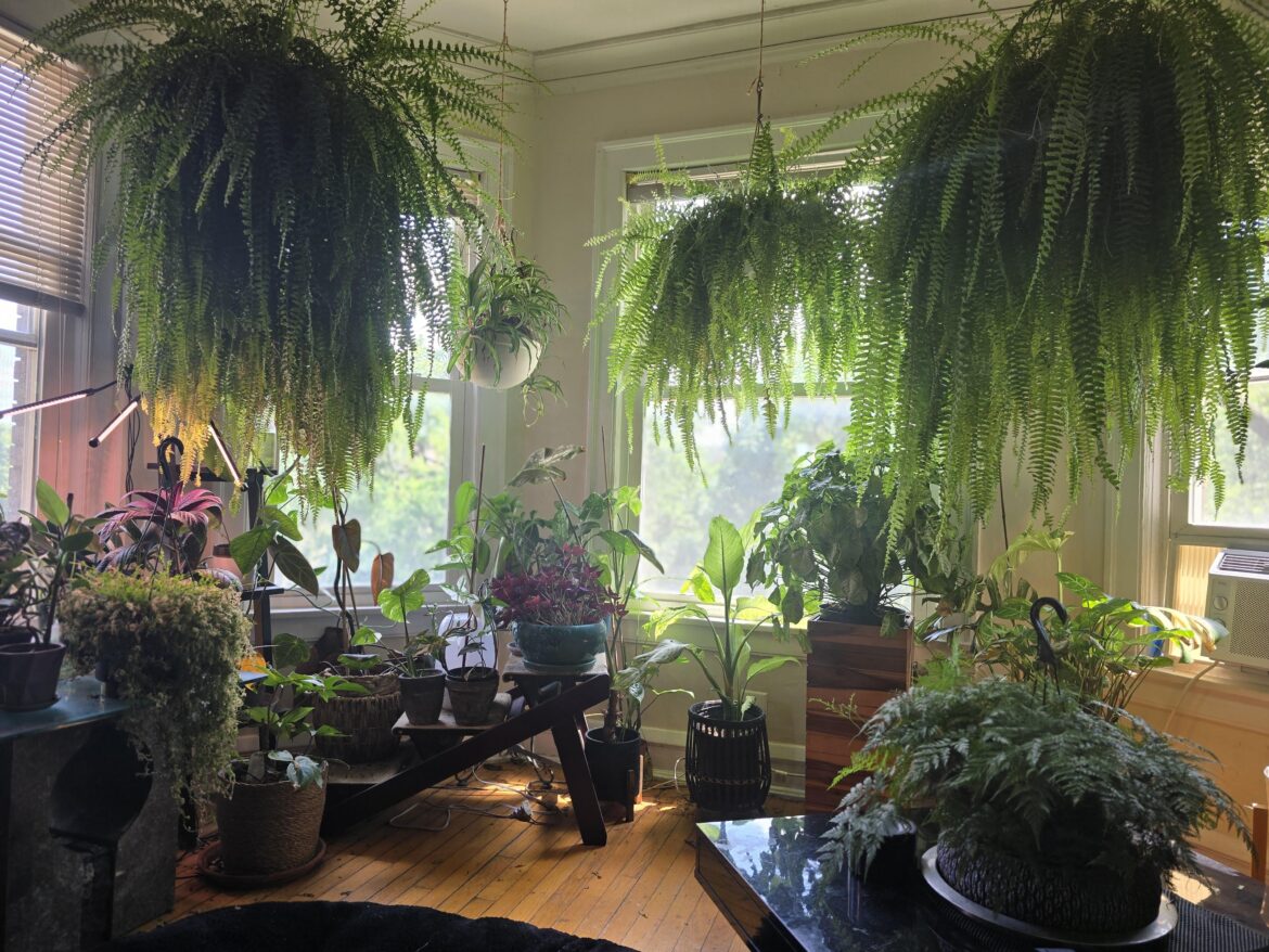 The ferns look like protectors over my little plants.