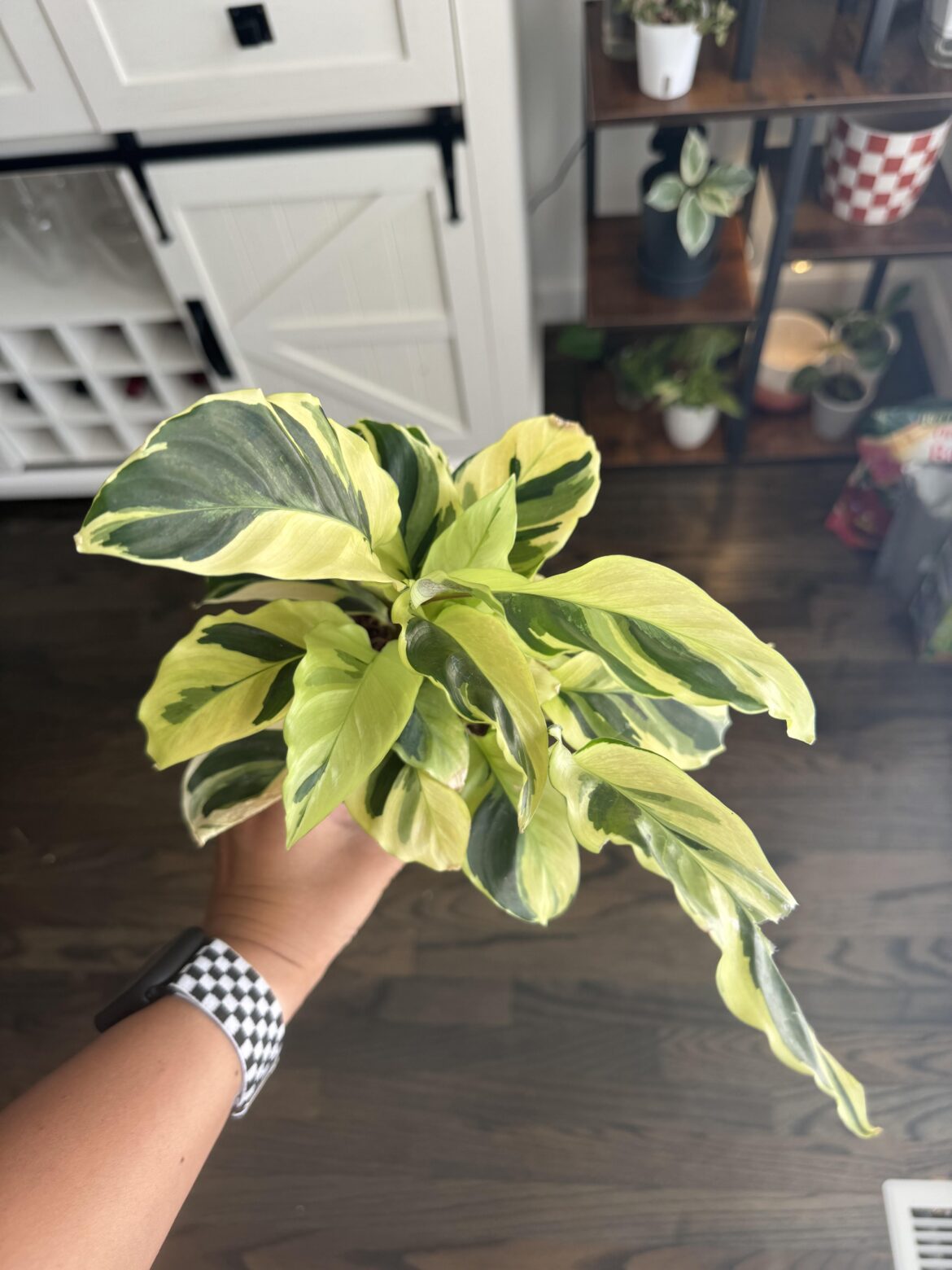 Bestie got me a yellow fusion for my birthday 😍