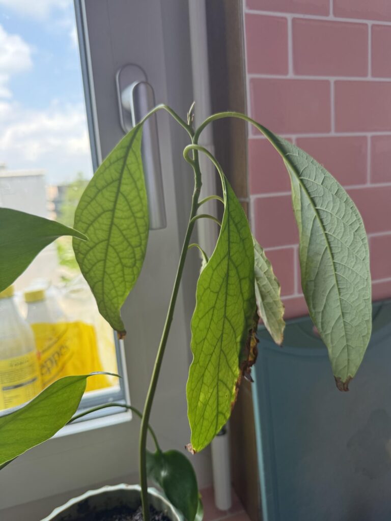 My avocado plant looks like this My avocado plant looks like this