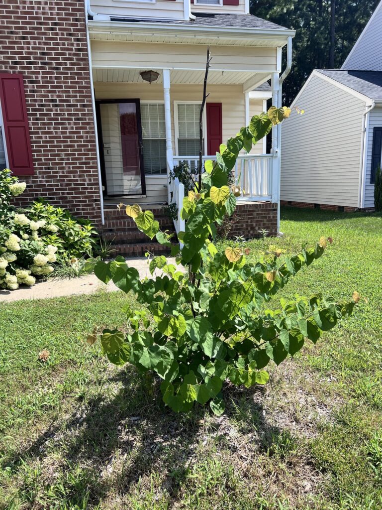 I don’t know anything about trees but I’m worryed about this bradfored pair I don’t know anything about trees but I’m worryed about this bradfored pair