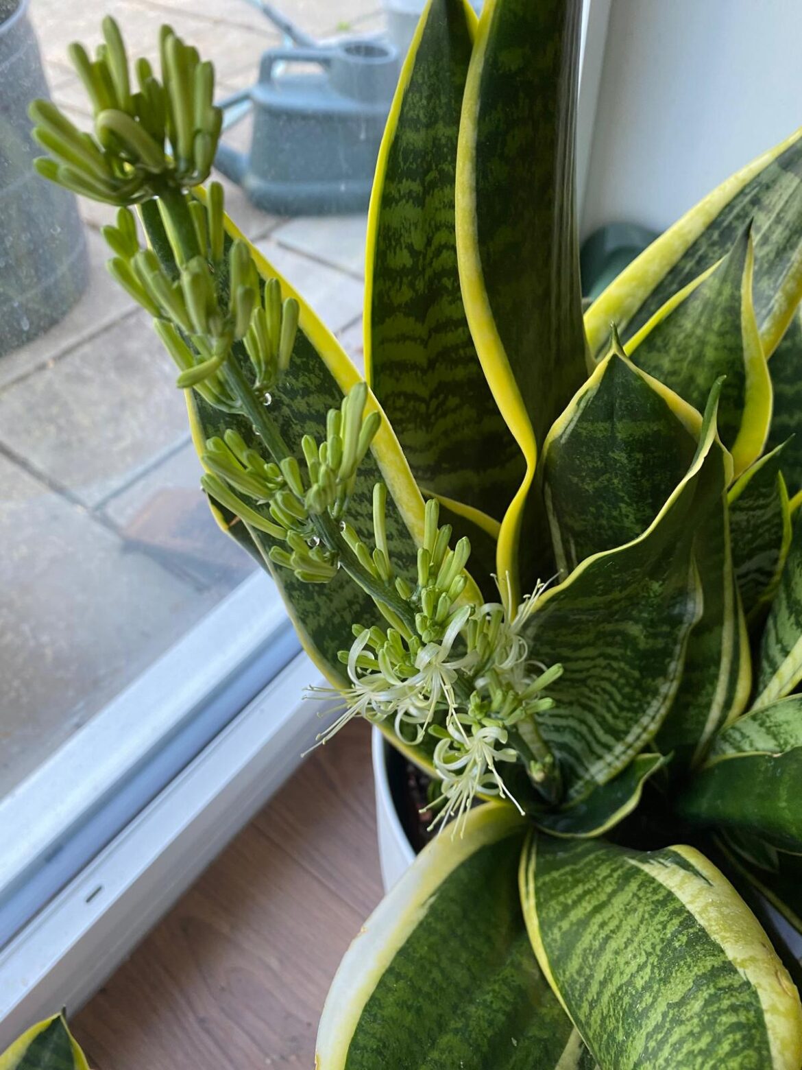 The snake plant I've had for years just started flowering!