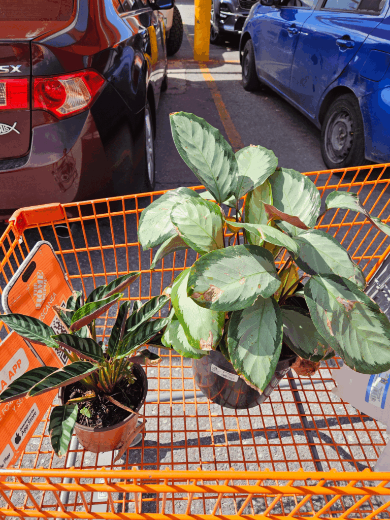 Get in loser, we're going dying!