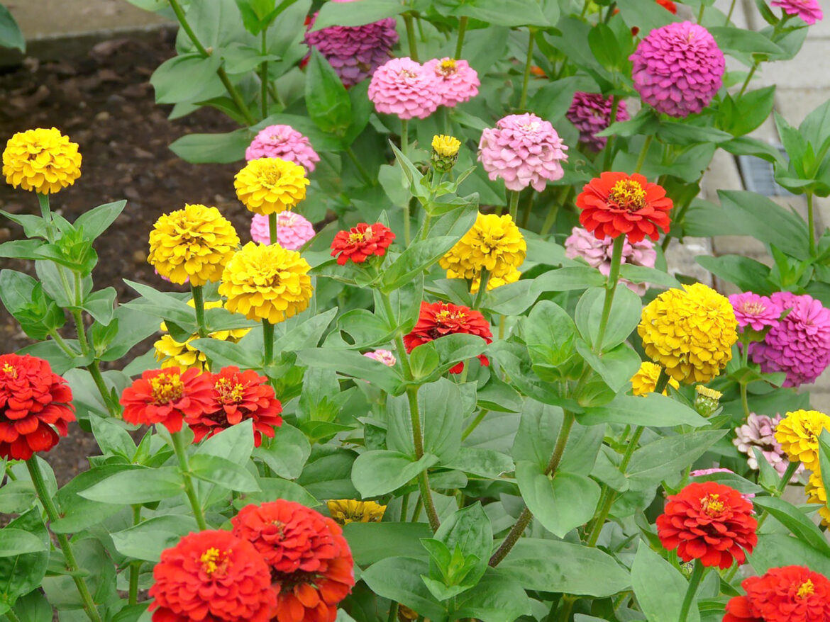 Annual flowers need attention - The Iola Register