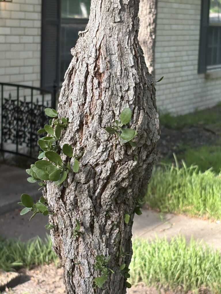 Is my tree pregnant?