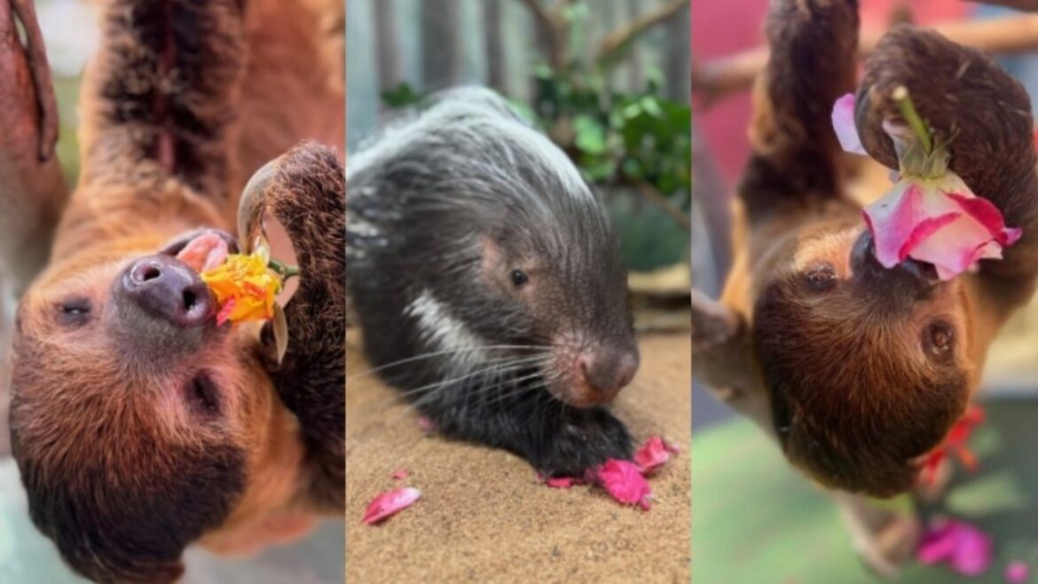 LA Zoo critters are snacking on The Huntington’s flowers – NBC Los Angeles