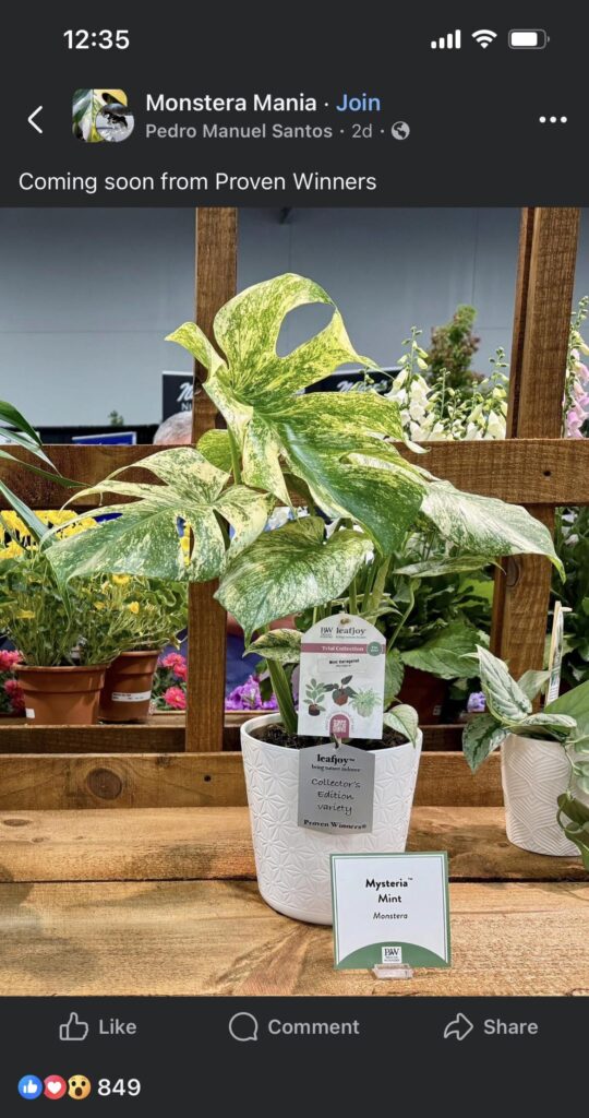 Proven Winners are getting into mint monsteras 👀