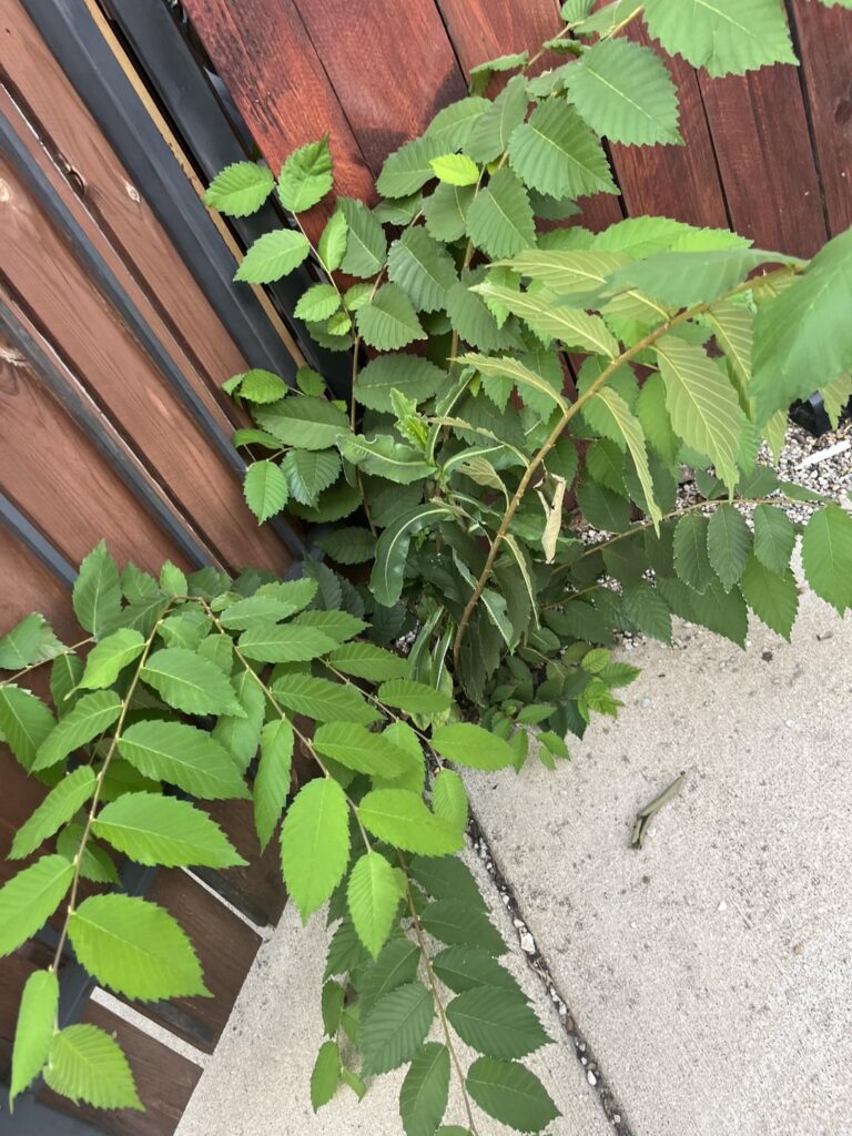 How do I kill this thing?