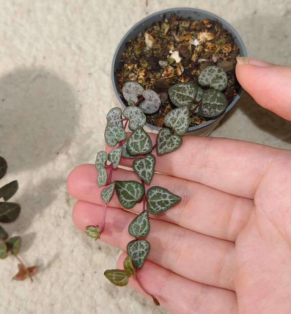 String of heart plants from seed, now 5 months old. One is making a flower bud