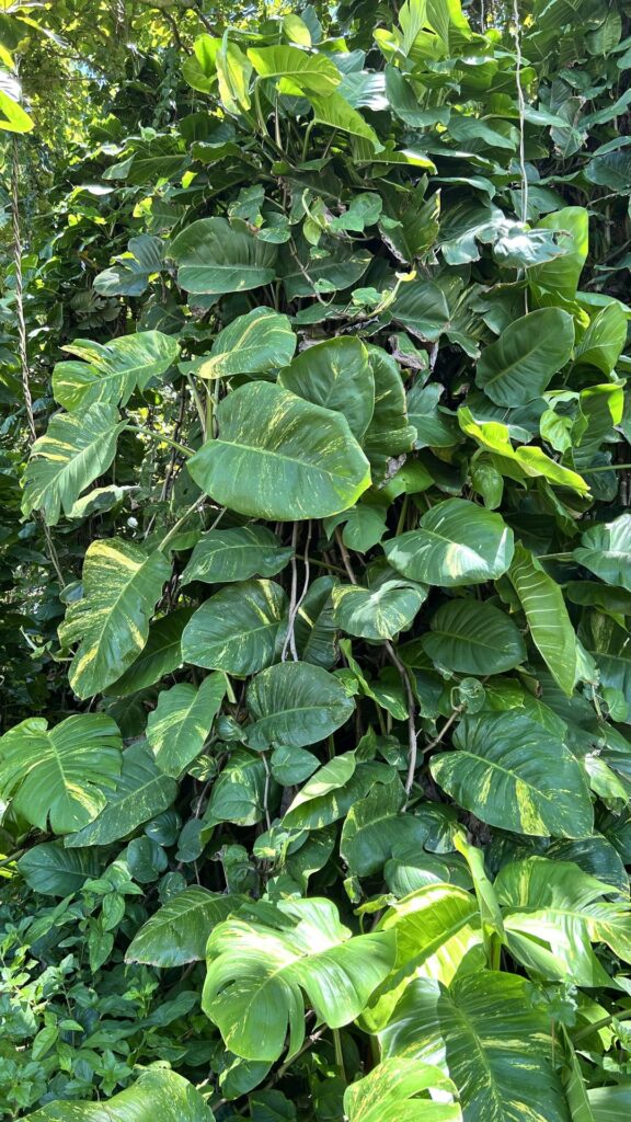 Pothos on Hawaii