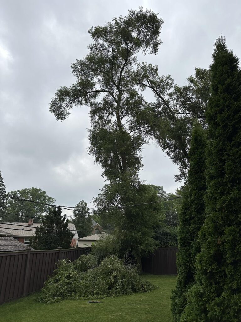 Large branch fell. Please advice