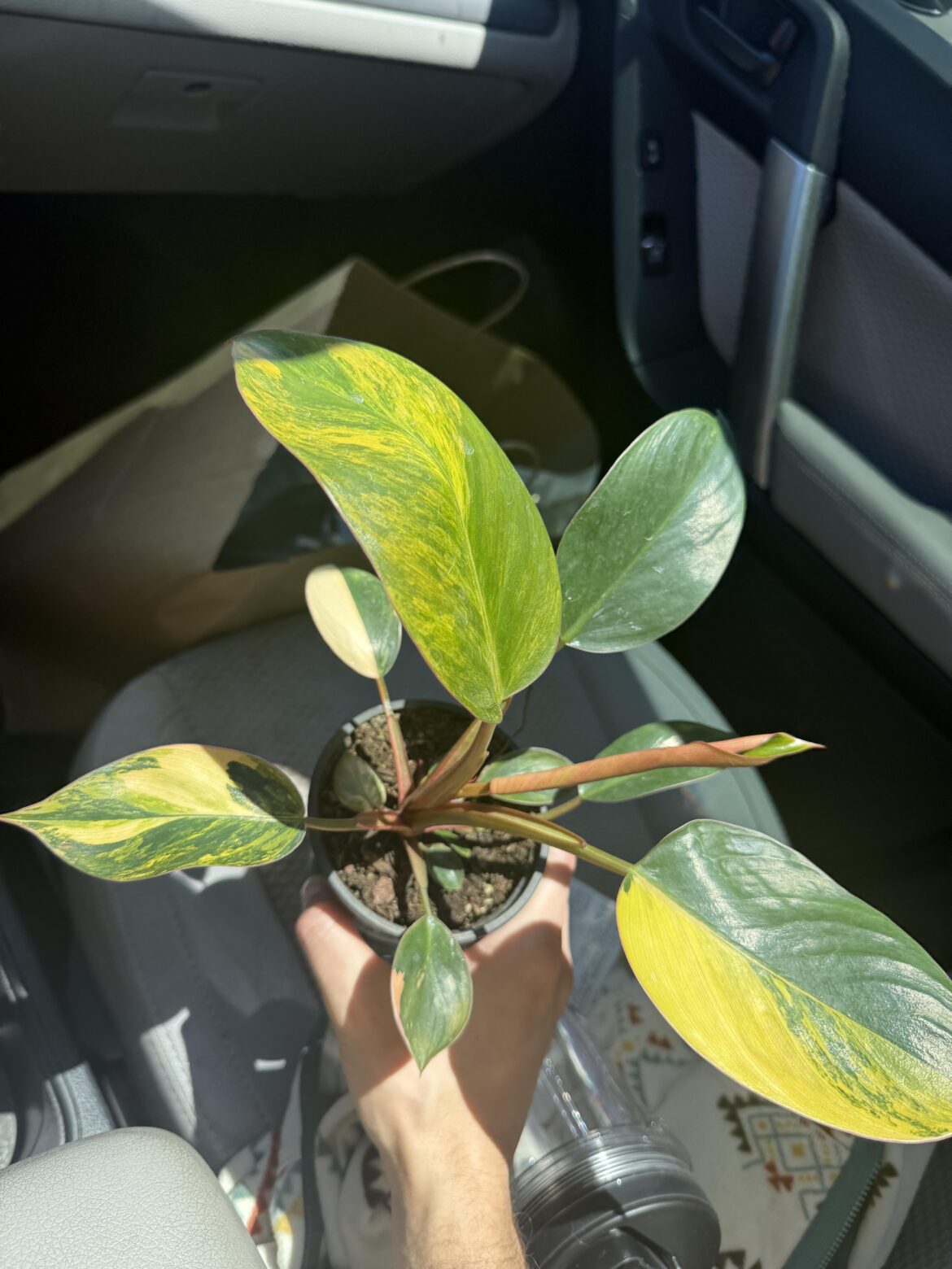 Advice for maintaining / promoting variegation on this philodendron Rojo Congo?