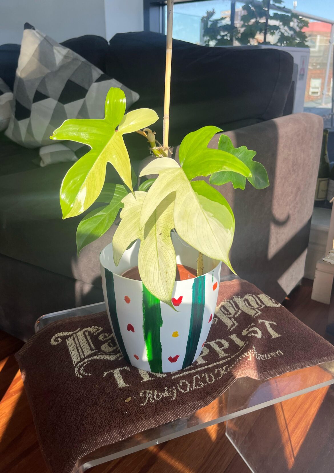 Bought this girl with one slightly variegated leaf… Now look at her