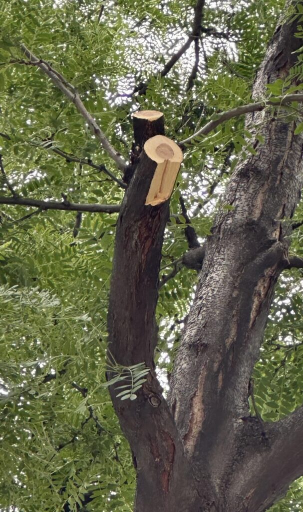 Should I ask the arborist who pruned our tree to clean up some of these cuts?