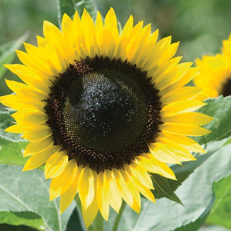 sunflower with vibrant yellow petals and a dark center