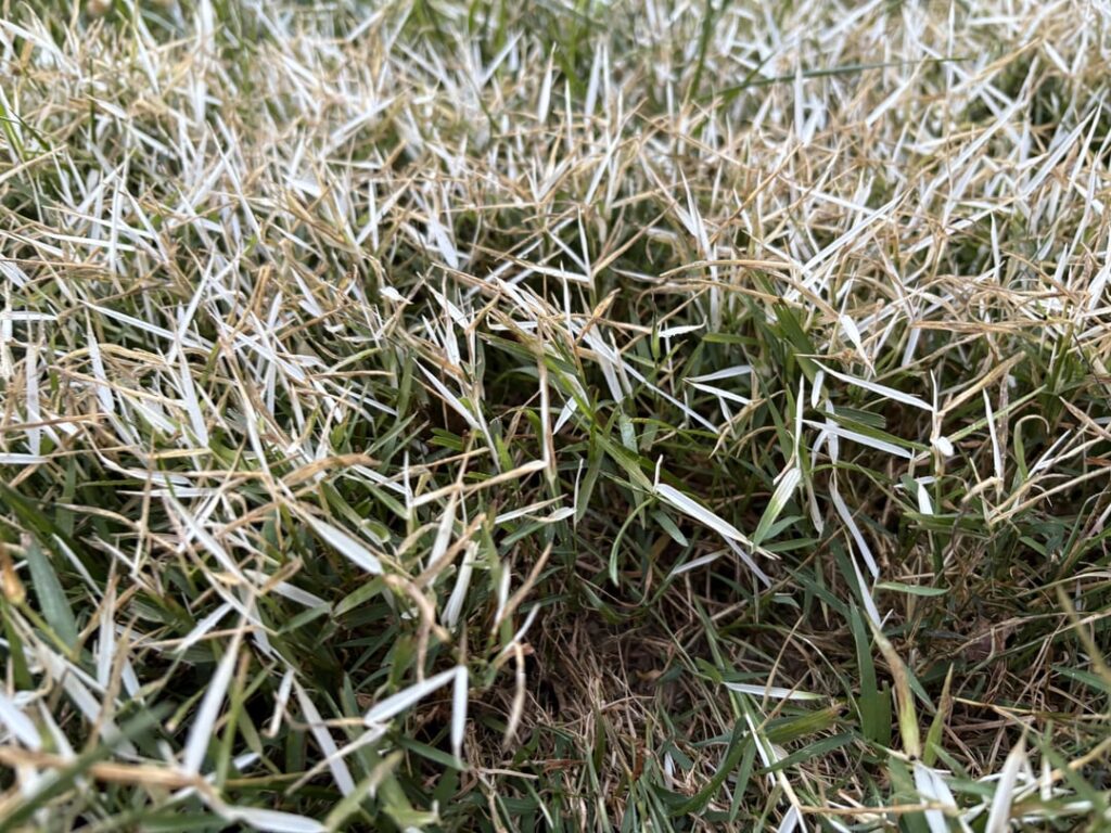 Tenacity herbicide; are my weeds dead? Or are they stylin’ with frosted tips… (Virginia, USA)
