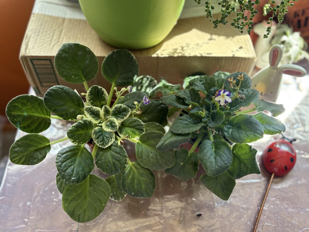 Huge plants, puny flowers?