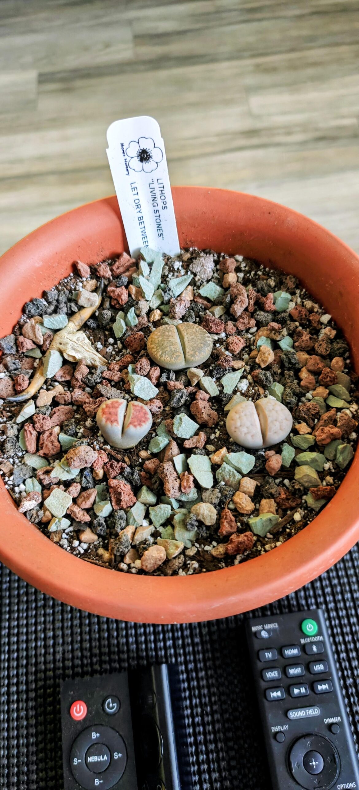 My new lithops