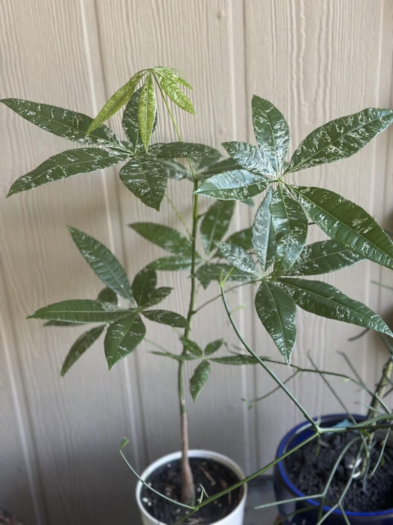 Loving my Variegated  Money Tree