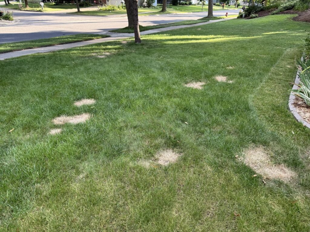 So it begins! Leveling/Overseeding (Zone 5b) So it begins! Leveling/Overseeding (Zone 5b)