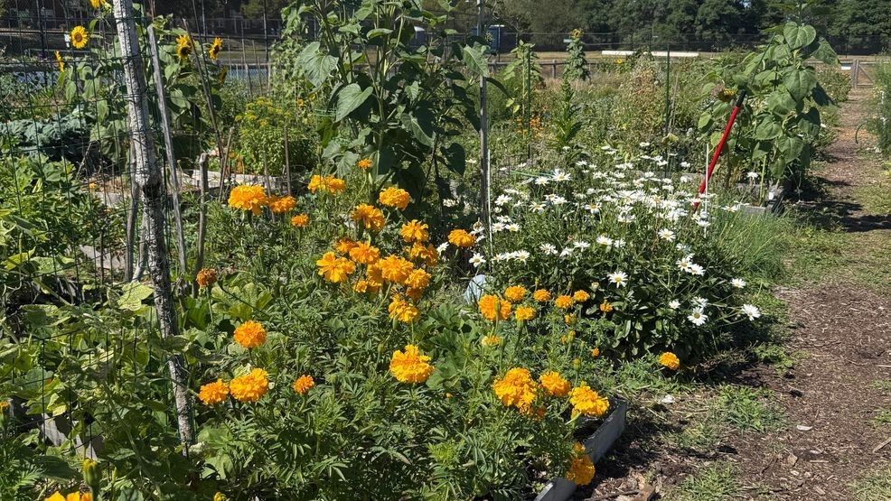 Tips to keep your plants alive through drought station icon