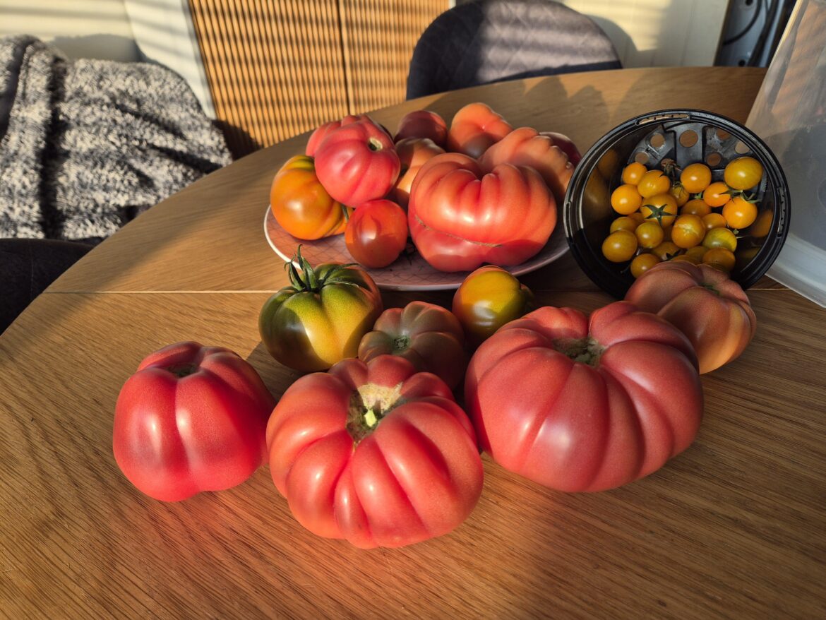 Tomatoes coming out of my ears