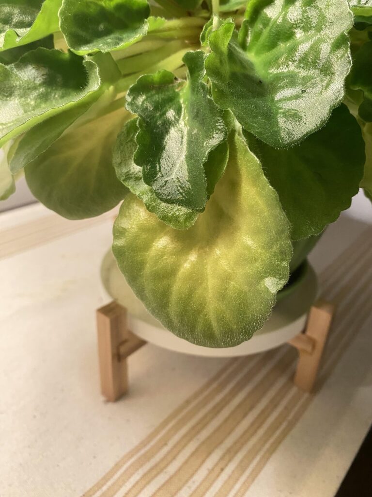 Yellowing Bottom Leaves