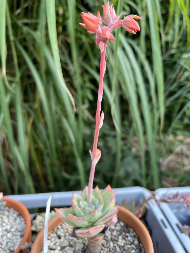 My Echeveria Cansu is flowering!